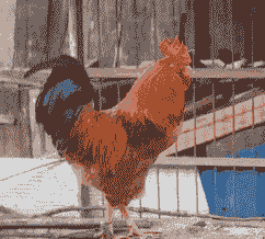 红玉鸡苗价格报表