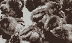 麻鸡苗价格麻鸡价