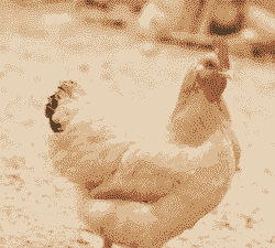 麻鸡三黄鸡苗价格