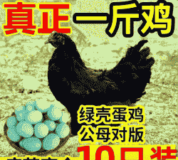 黑鸡养殖基地鸡苗价格