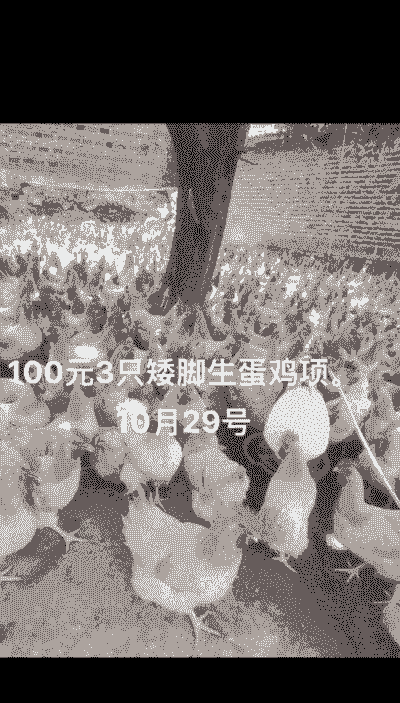 三苗鸡苗的价格是多少