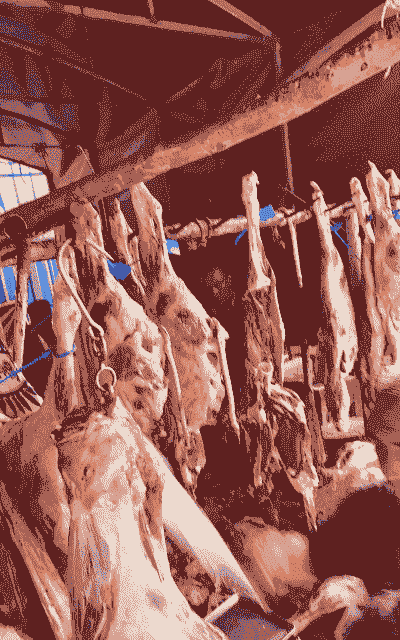 喀什牛羊价格是多少