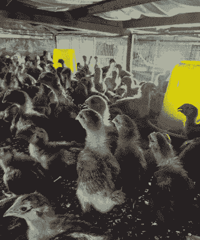 鸡苗和鹅苗价格差多少