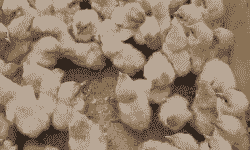 土二鸡苗价格报价