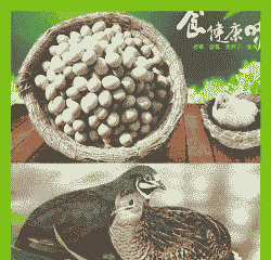 山东芦丁鸡苗价格多少