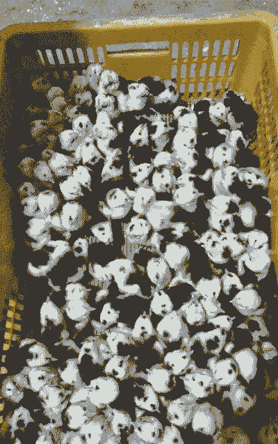 海阳正规贵妃鸡苗价格