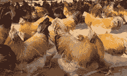 广西目前的鸡苗价格