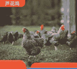 威海养殖芦花鸡苗价格