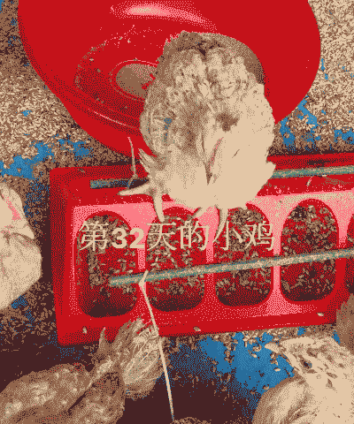 鸡苗价格半斤重的