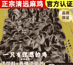 广东麻鸡母苗价格