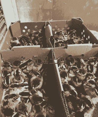 凤祥集团鸡苗价格