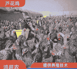 汶上小种芦花鸡苗价格