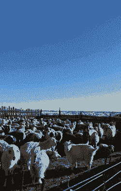 呼伦贝尔养牛羊价格多少