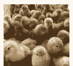 三黄鸡苗多少价格