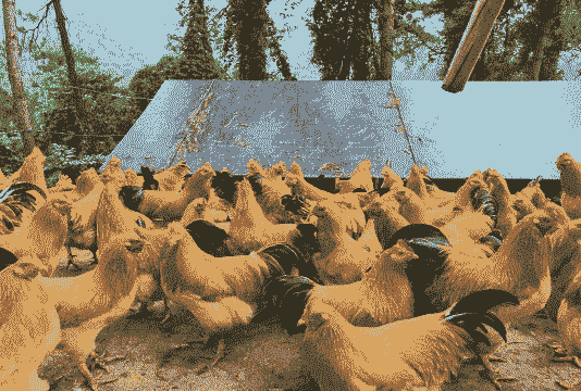 祝氏鸡号苗价格