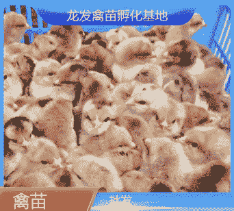 东莞本地鸡苗价格多少