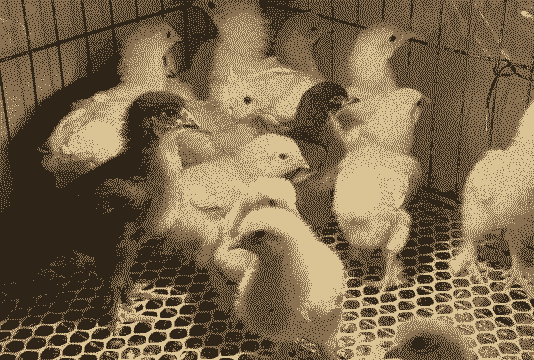 婆罗门鸡苗活鸡幼苗价格