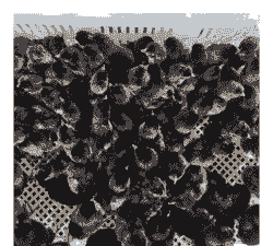 五黑鸡的苗价格