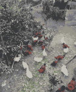 济宁孵化基地鸡苗价格