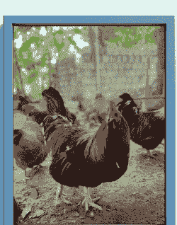 正宗清远鸡苗价格多少