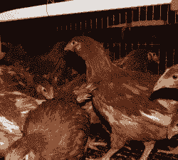 厦门本地鸡苗价格多少