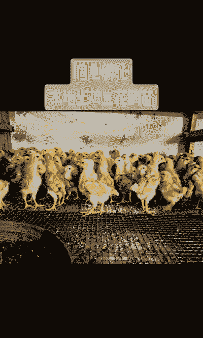 湖北孵化鸡苗价格多少