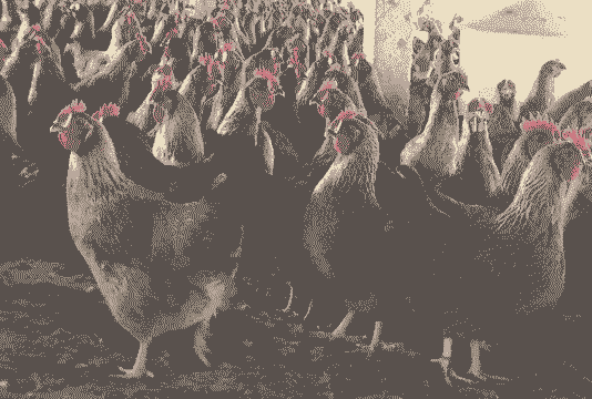 清远鸡场鸡苗什么价格