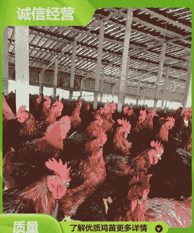甘肃好的鸡苗价格