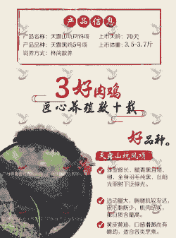 正宗广东本地鸡苗价格