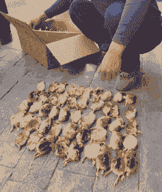 杭州鸡苗出售价格