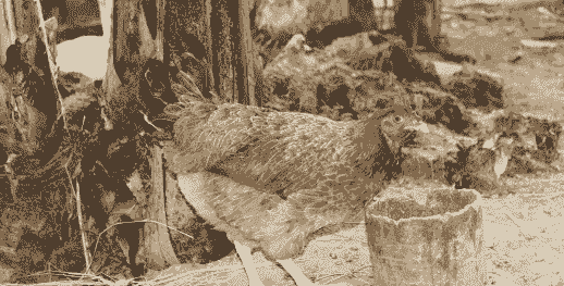 青岛生产贵妃鸡苗价格