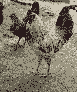 宿迁好的鸡苗价格