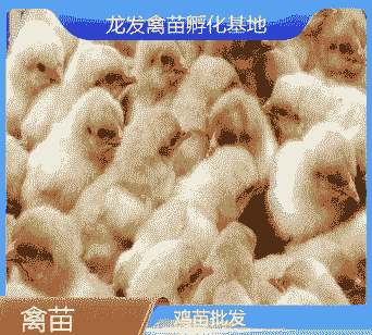 黔西鸡苗出售价格