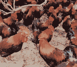 鹤岗清远麻鸡苗价格