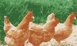 黄脚鸡苗的价格