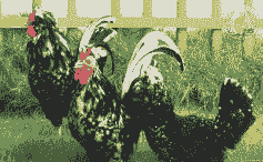 海阳大型贵妃鸡苗价格