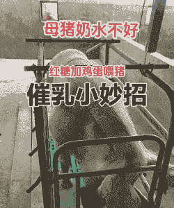 母猪产后喝红糖鸡蛋