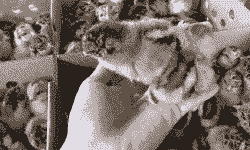 良凤麻鸡苗价格