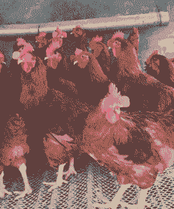 普通红玉鸡苗价格