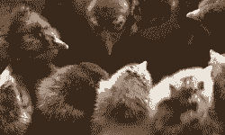 最近铁脚麻鸡苗价格