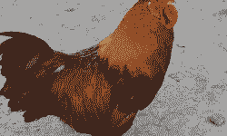 广州麻七鸡苗价格