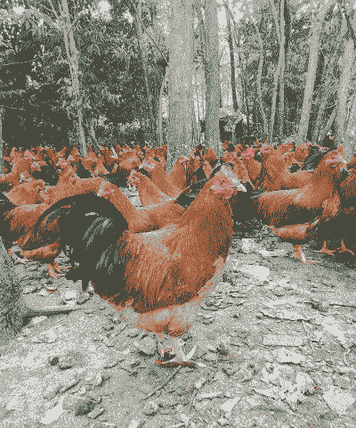 凤翔桂香鸡苗价格