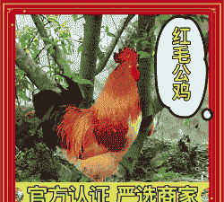 出壳红玉鸡苗价格