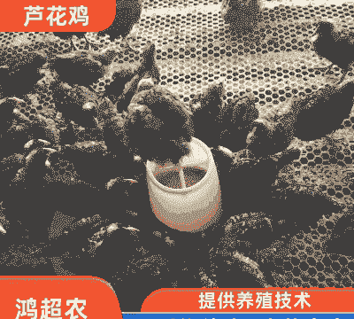 五黑芦花鸡苗价格