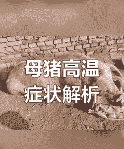 母猪产后高烧有救吗