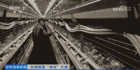 南通白羽肉苗鸡价格