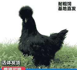 黑凤高产鸡苗价格