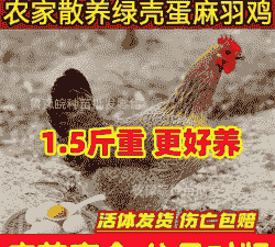 陕西绿壳鸡苗价格