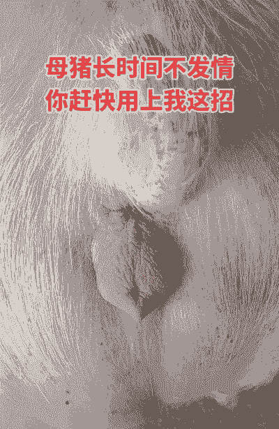 母猪产后能吹电扇