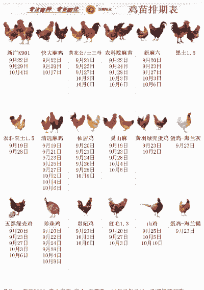 散养鸡的鸡苗价格